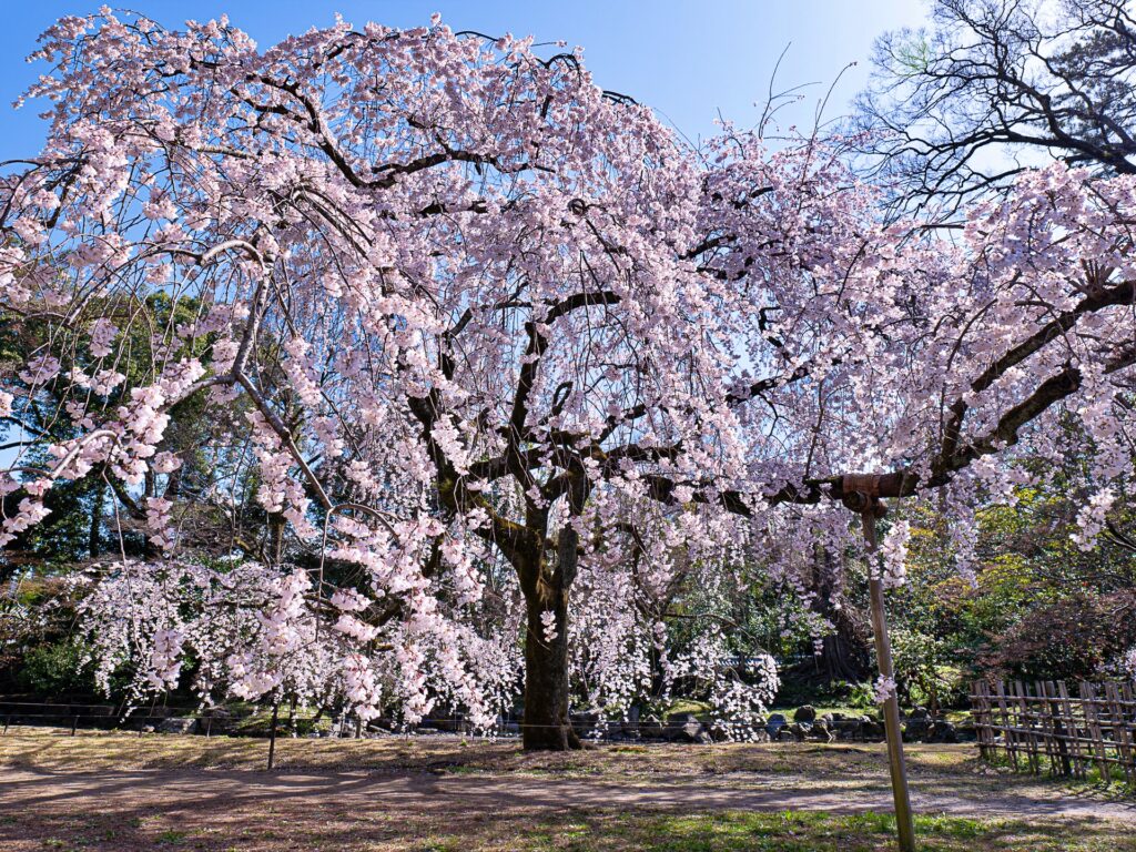 京都御苑　近衛邸跡の糸桜