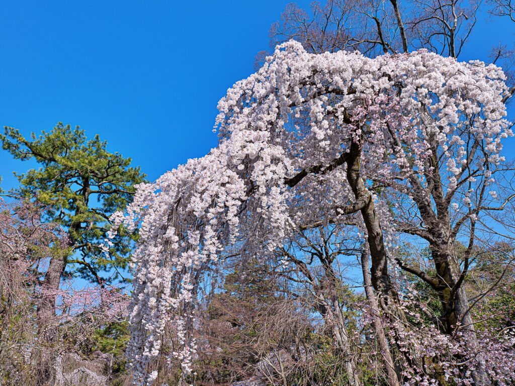 京都御苑　近衛邸跡の桜