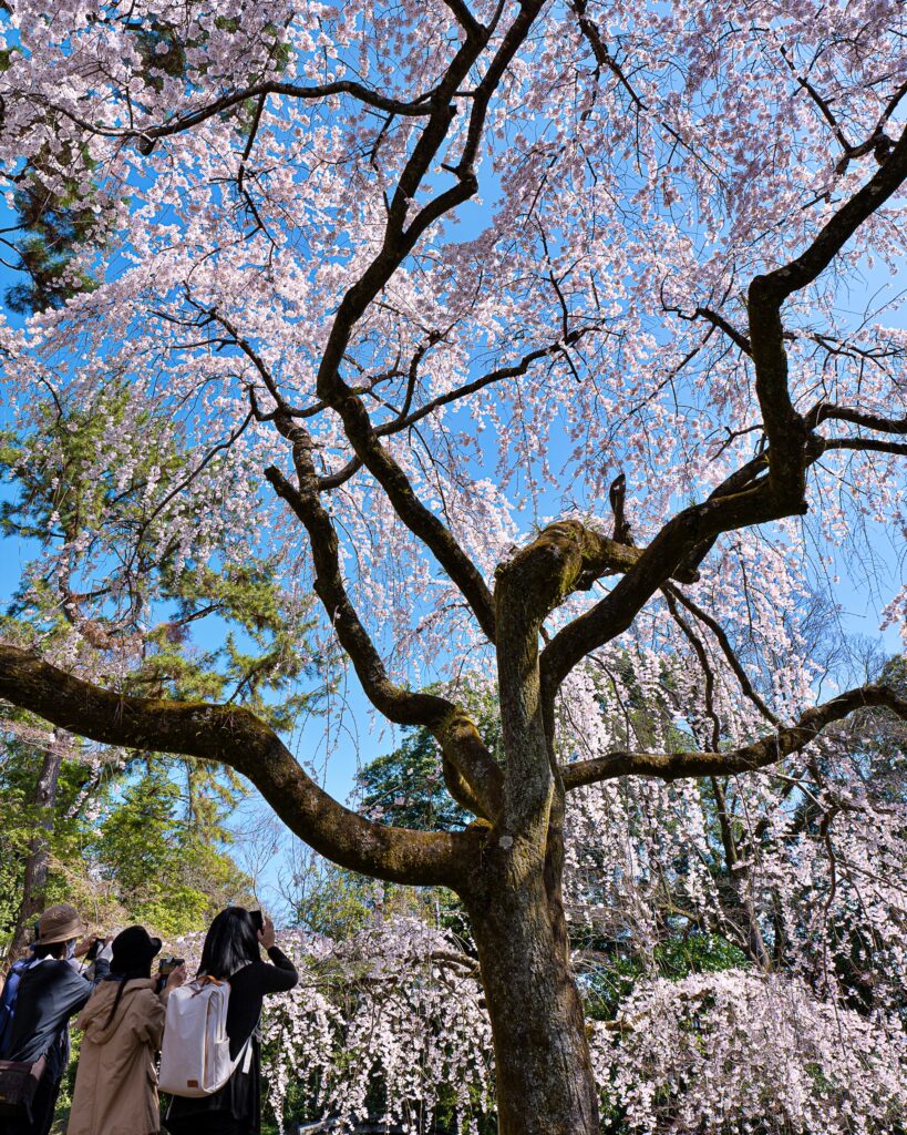 京都御苑　近衛邸跡の糸桜