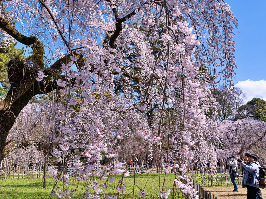 京都御苑　近衛邸跡の糸桜