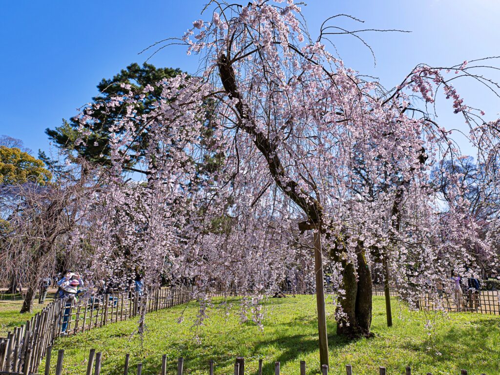 京都御苑　近衛邸跡の糸桜