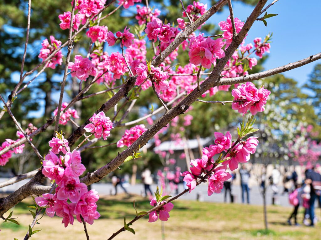 京都御苑　桃林