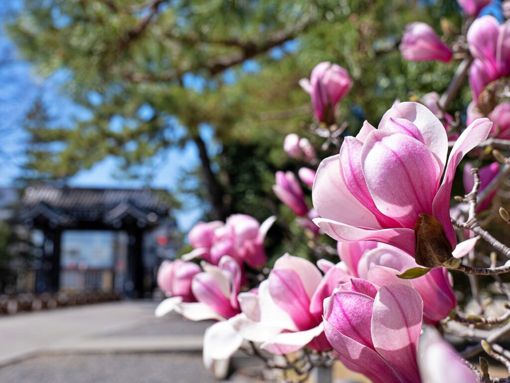 京都御苑　シモクレン