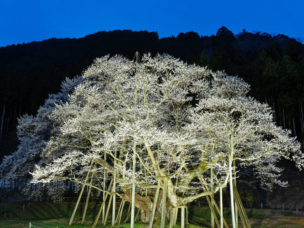 根尾谷淡墨桜　ライトアップ