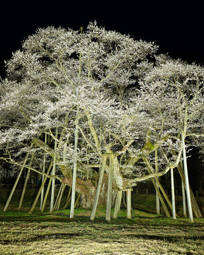 根尾谷淡墨桜　ライトアップ