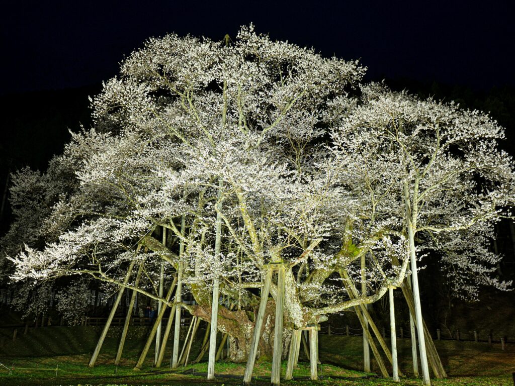 根尾谷淡墨桜　ライトアップ