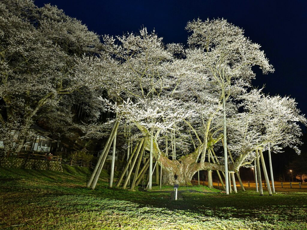 根尾谷淡墨桜　ライトアップ