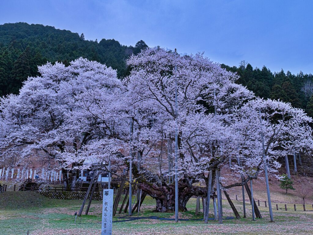 根尾谷淡墨桜