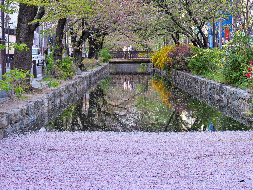 高瀬川　桜の花筏