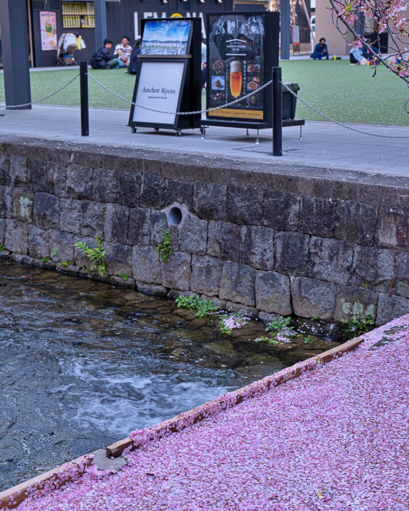 高瀬川　桜の花筏