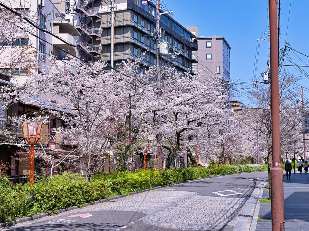 木屋町通り　桜