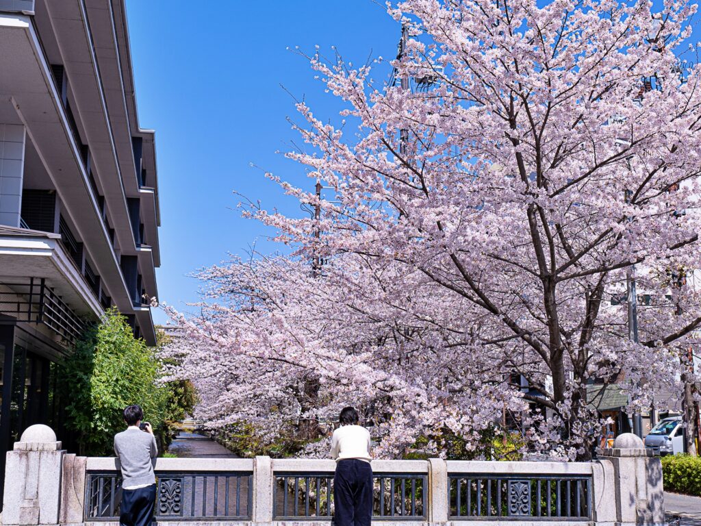 高瀬川　桜