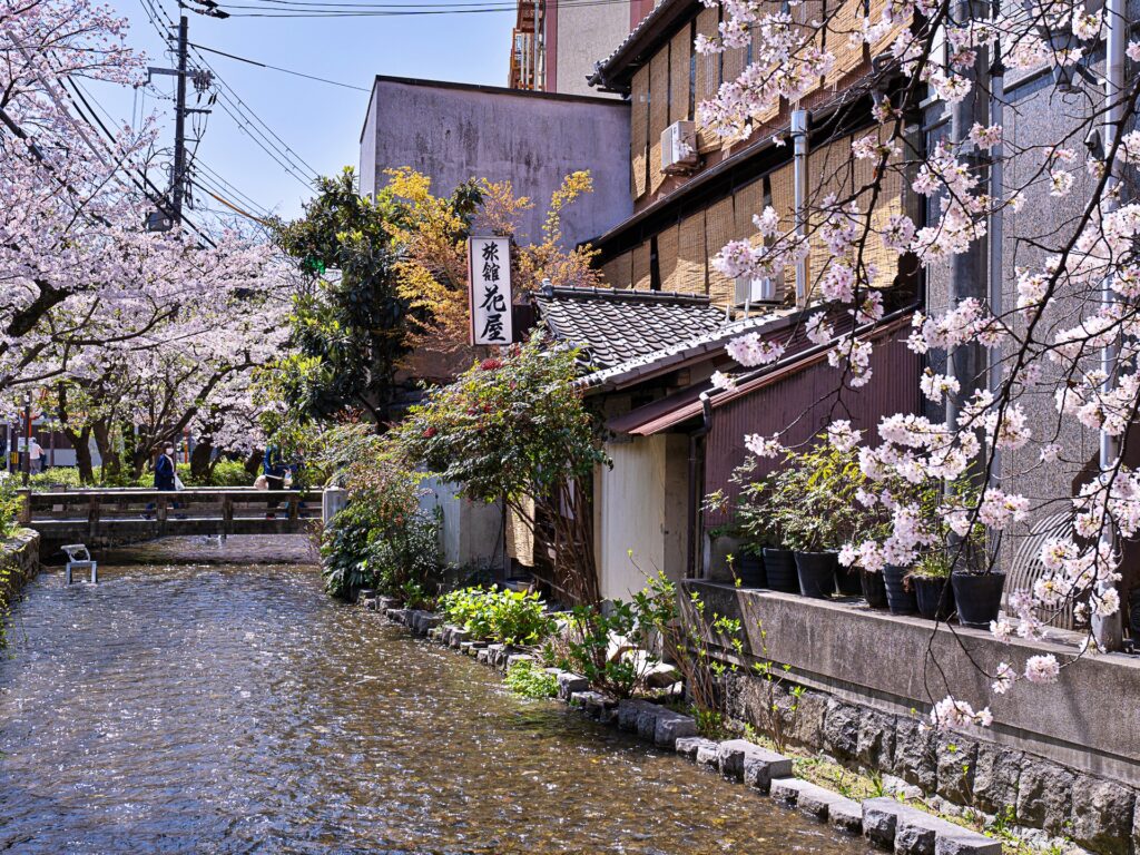 高瀬川　桜