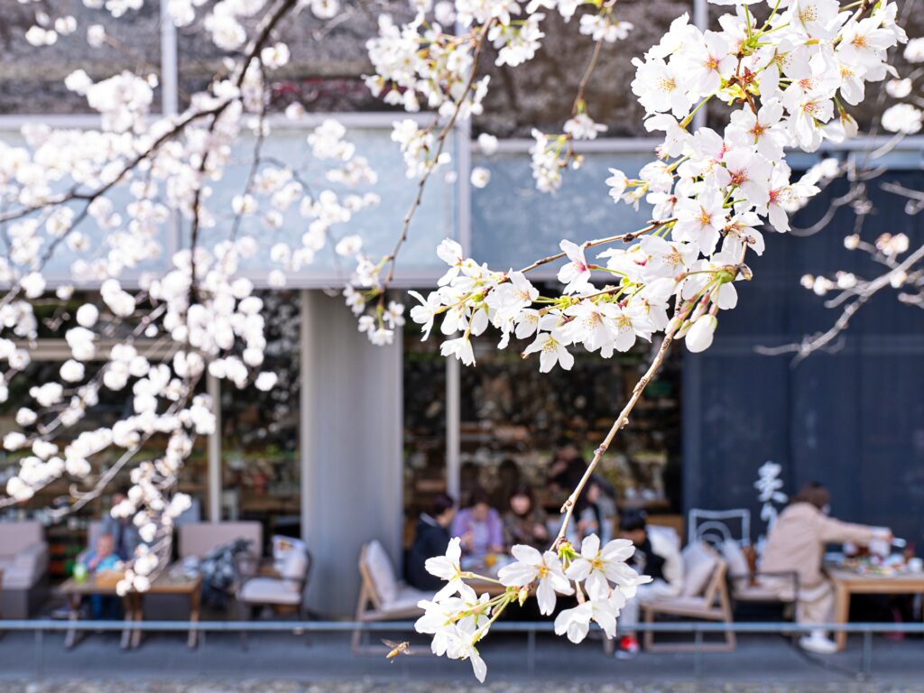 高瀬川　桜