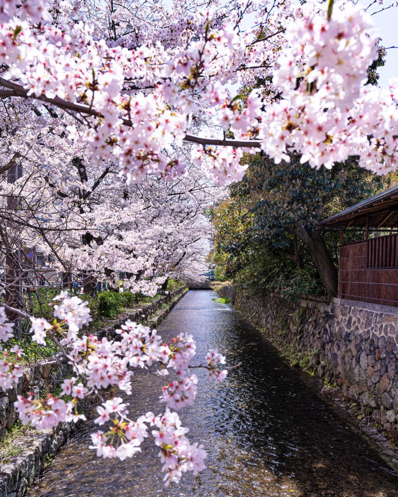 高瀬川　桜