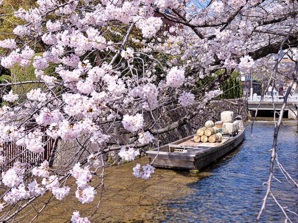 高瀬川　高瀬舟と桜