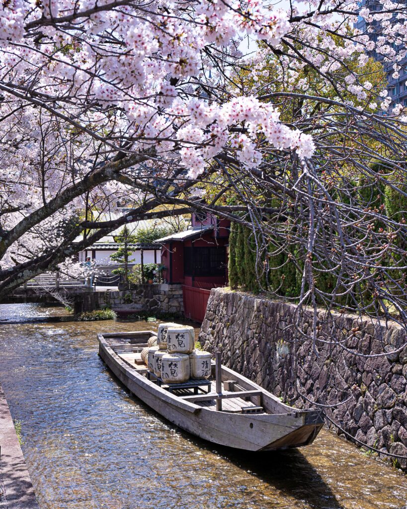 高瀬川　高瀬舟と桜