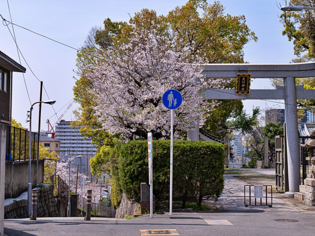 天王寺七坂　愛染坂の桜