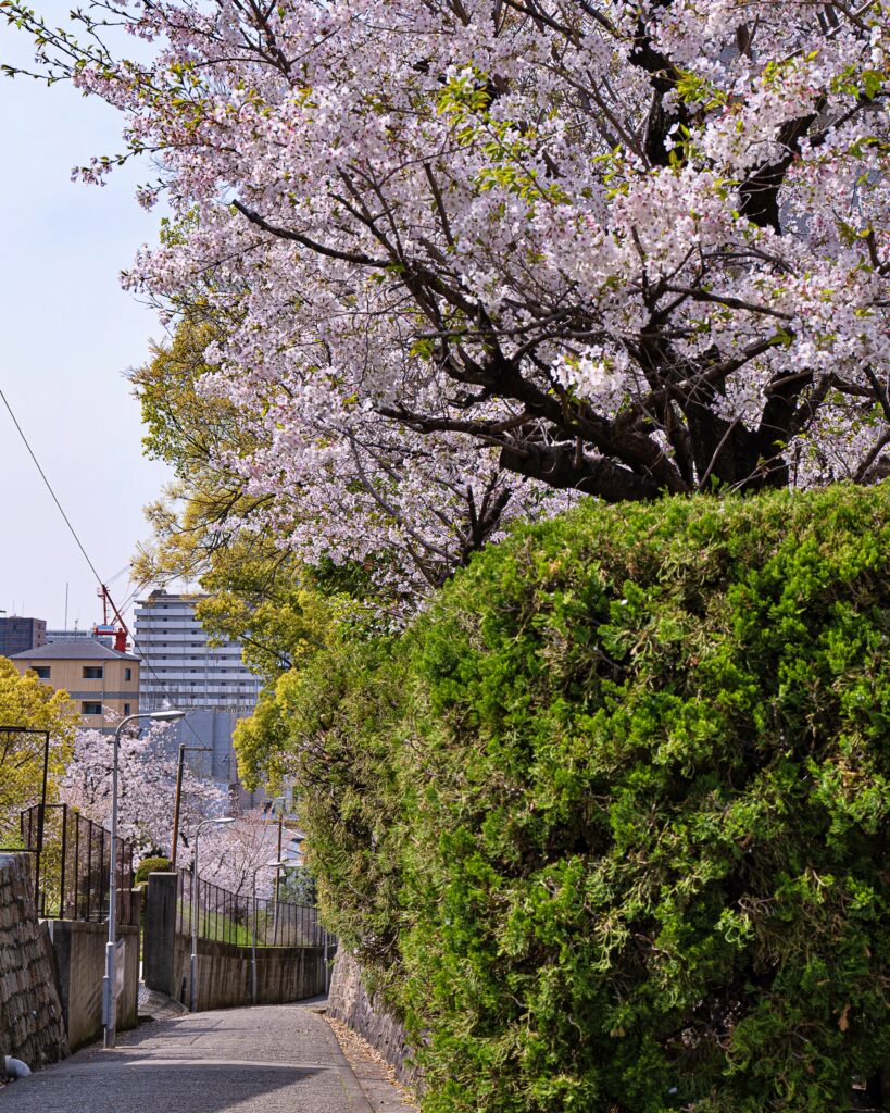 天王寺七坂　愛染坂の桜