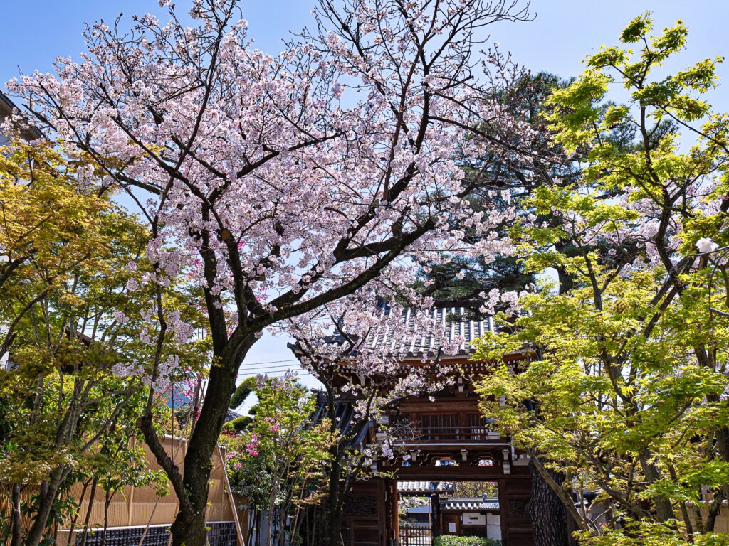 天王寺七坂　齢延寺の桜