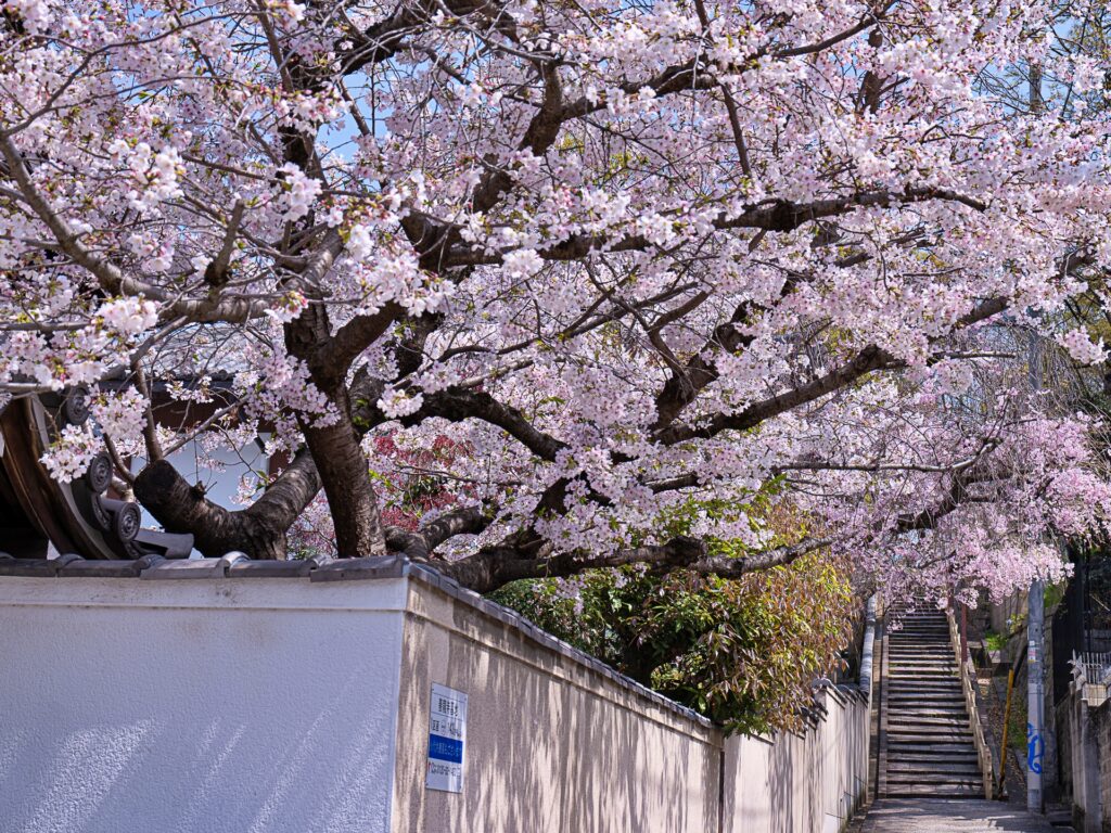 天王寺七坂　口縄坂の桜