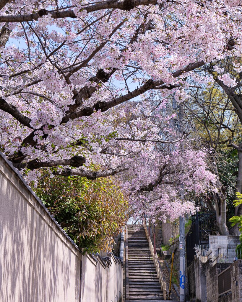 天王寺七坂　口縄坂の桜