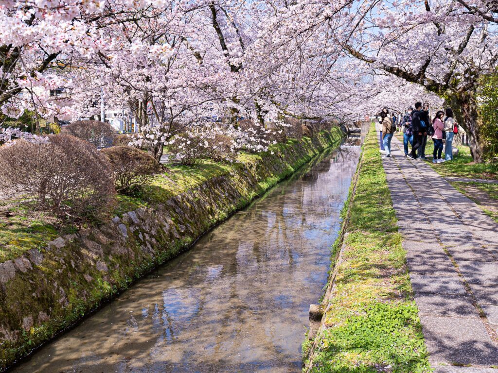 哲学の道　桜