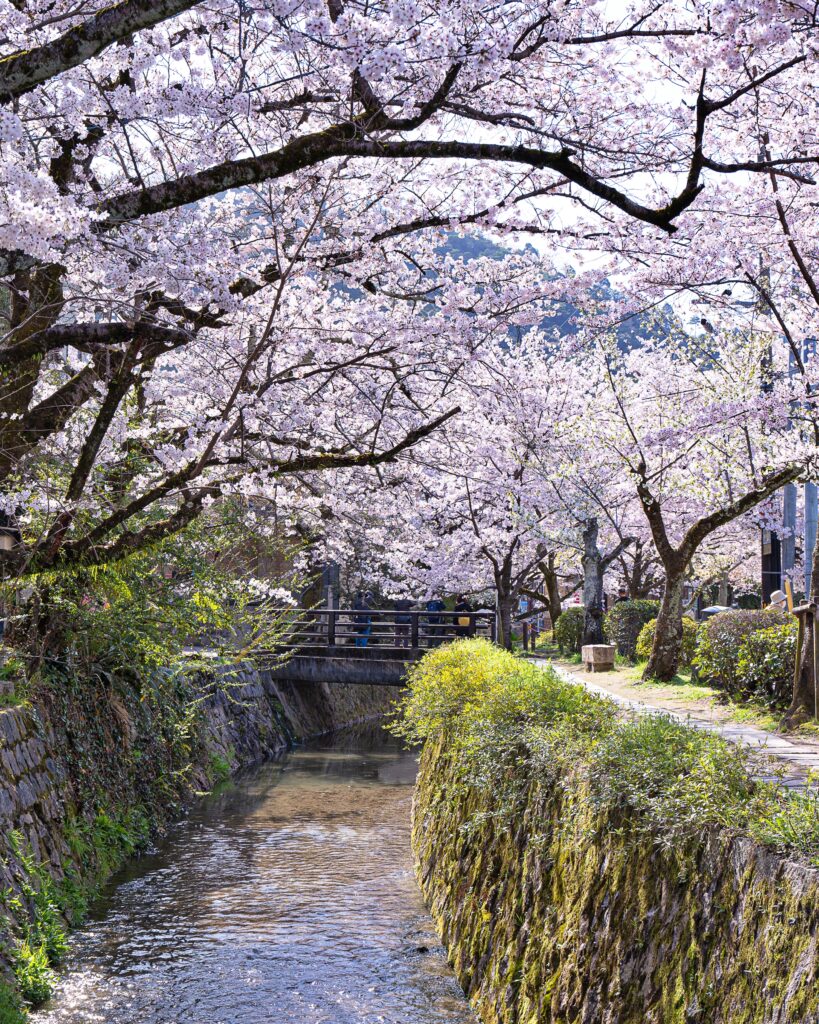 哲学の道の桜　銀閣寺西橋　銀閣寺橋