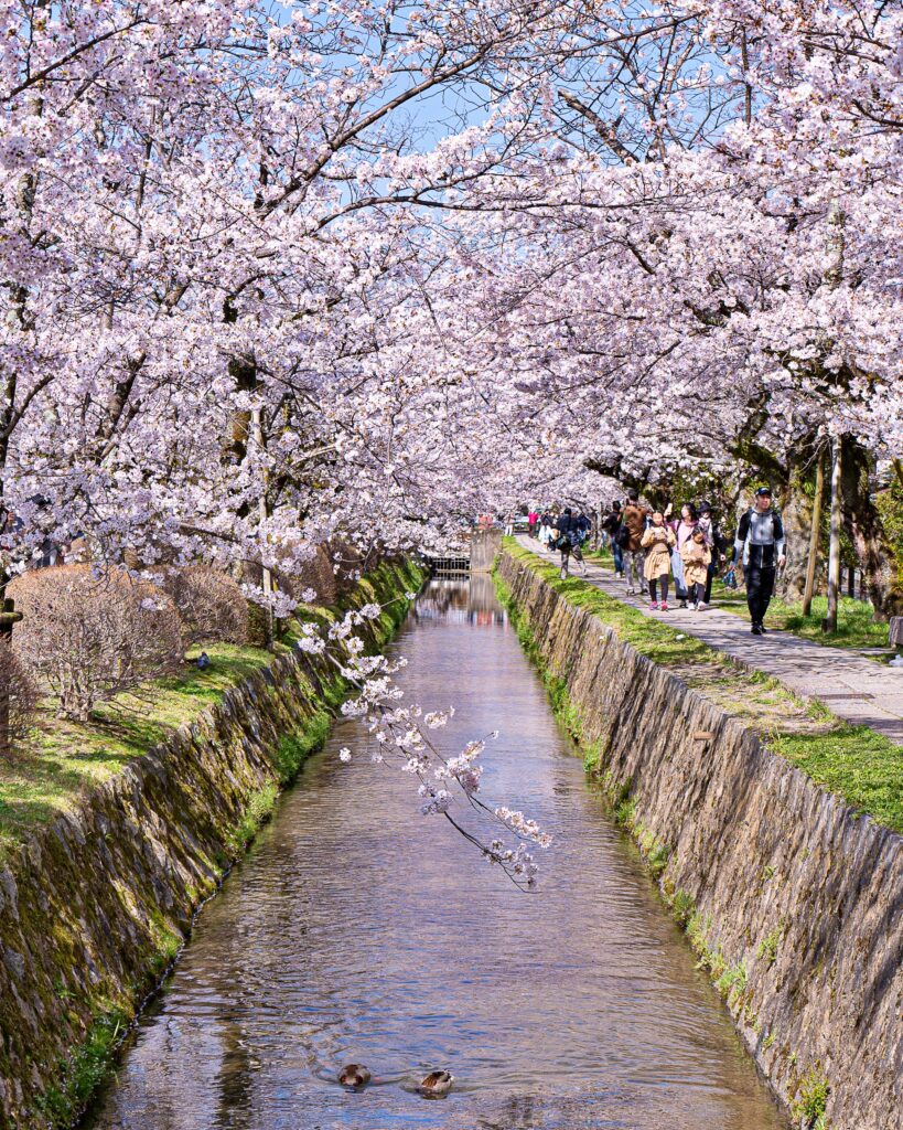 哲学の道の桜　銀閣寺西橋