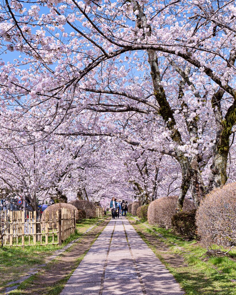 哲学の道　桜