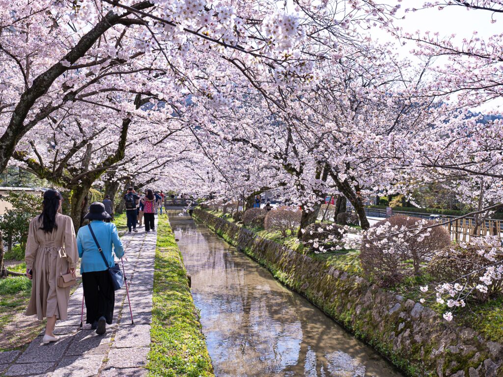 哲学の道　桜