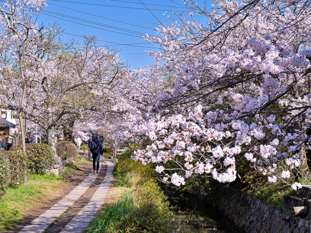 哲学の道　桜