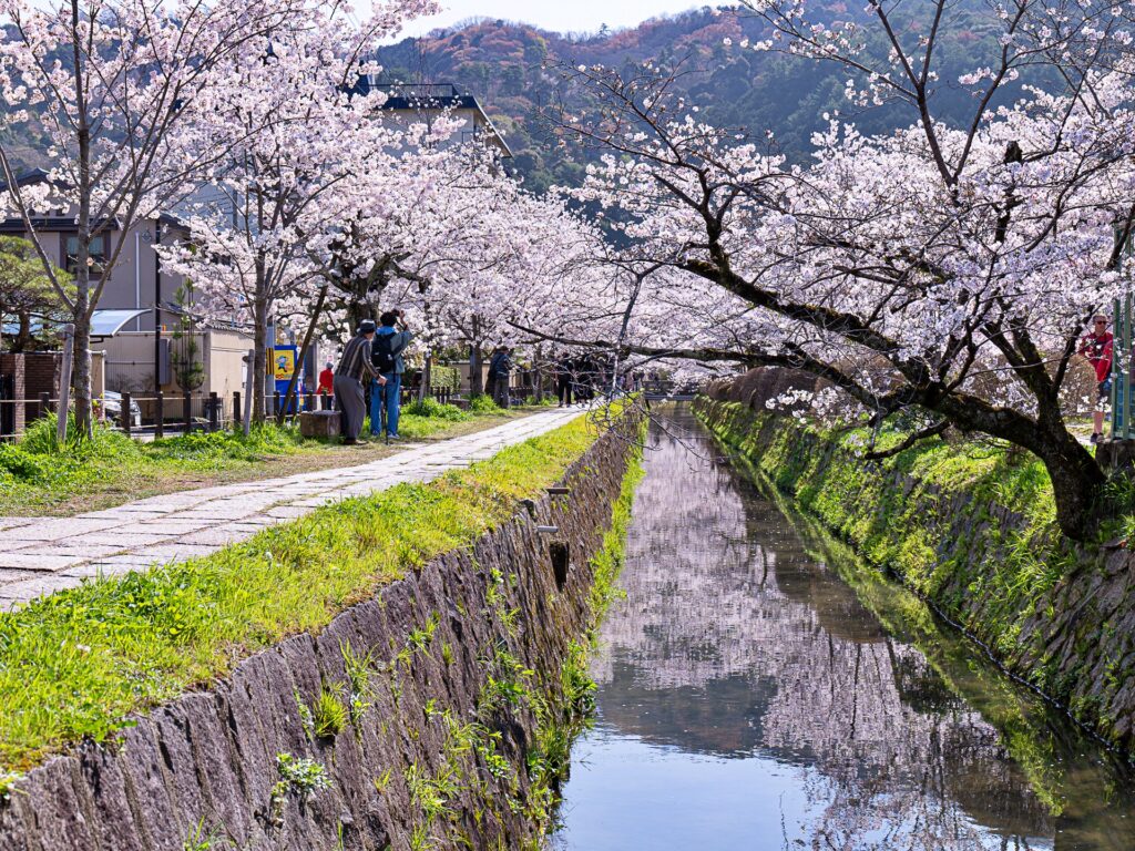 哲学の道の桜