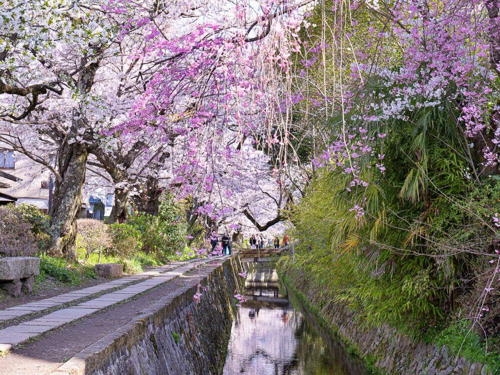 哲学の道　桜