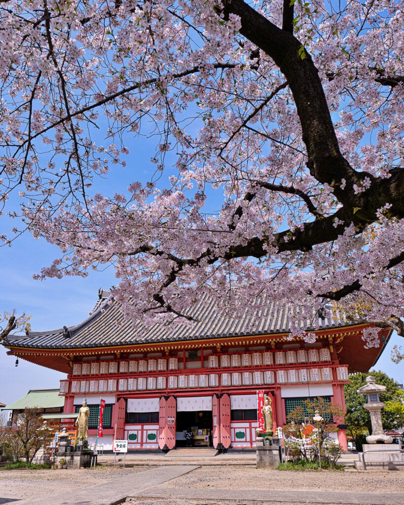 天王寺七坂　愛染堂の桜