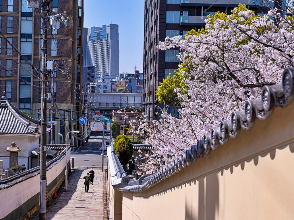 天王寺七坂　源聖寺坂の桜