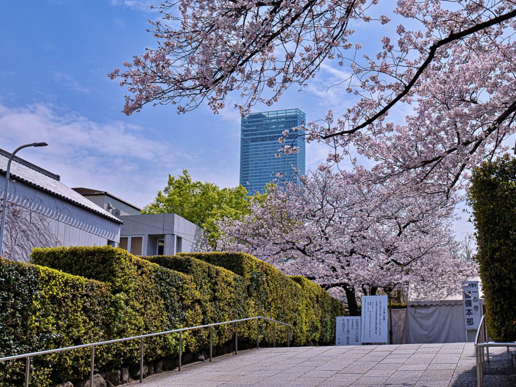 天王寺七坂　一心寺の桜とあべのハルカス