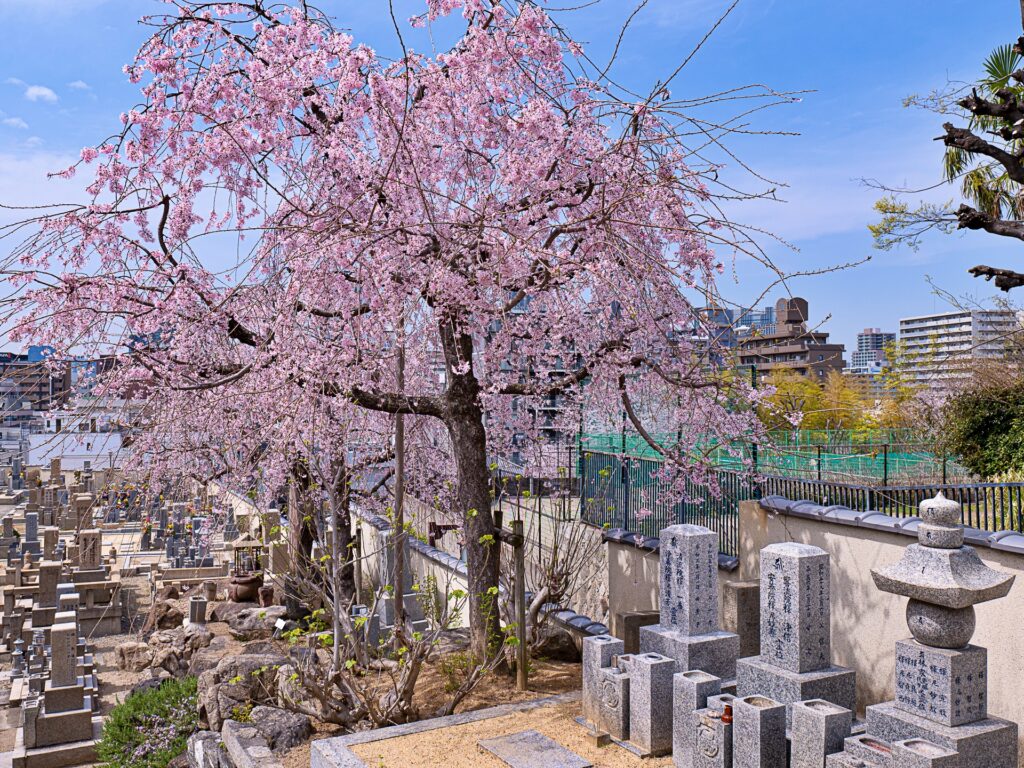 天王寺七坂　清水寺の桜