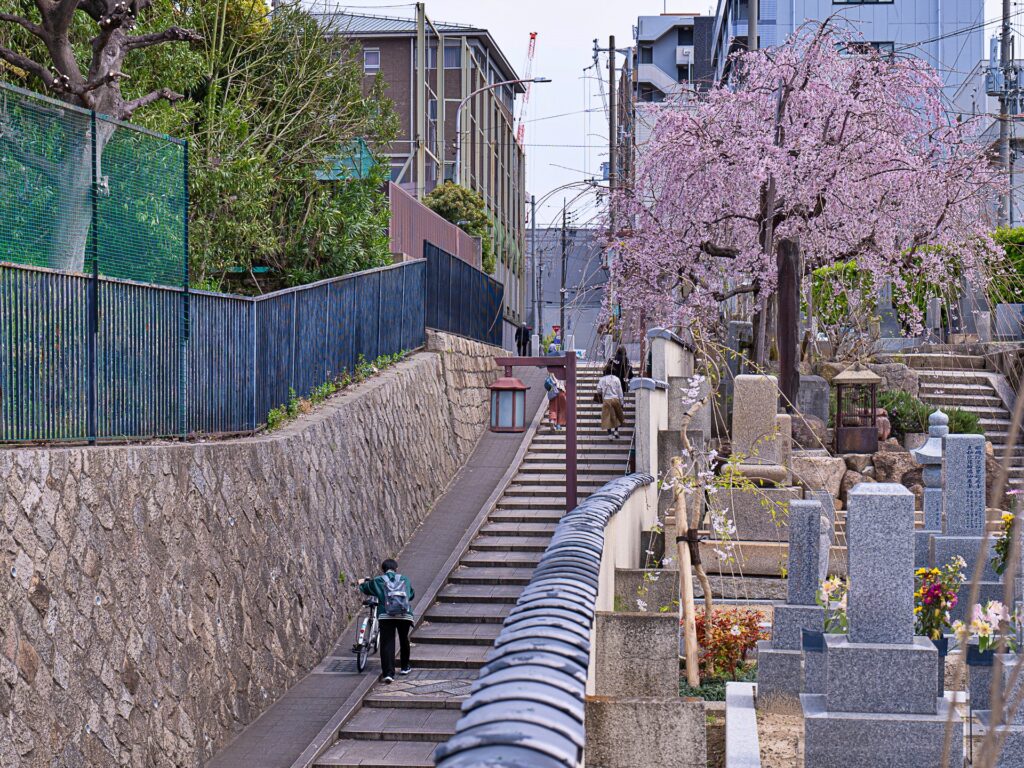 天王寺七坂　清水坂の桜