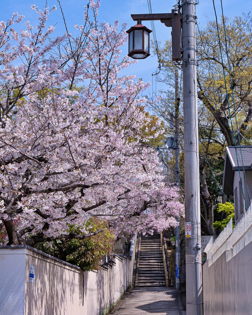 天王寺七坂　口縄坂の桜