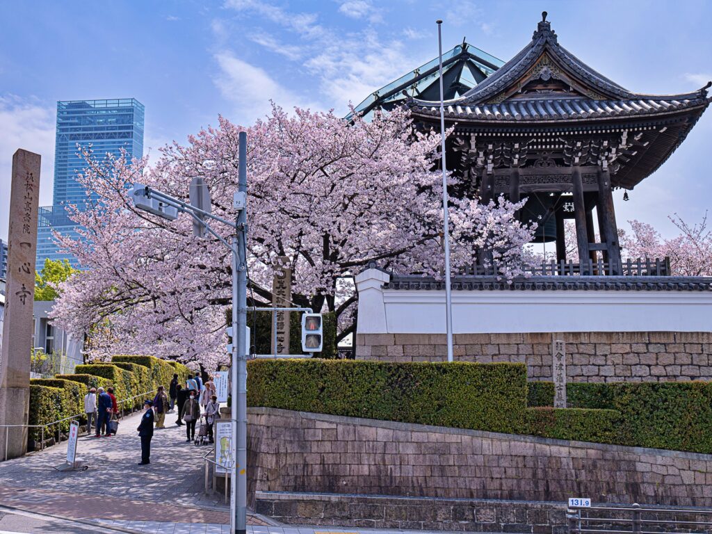 天王寺七坂　一心寺の桜