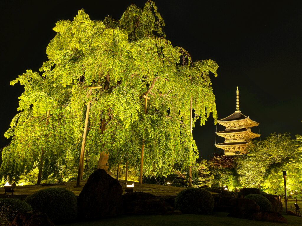 東寺　青もみじライトアップ　不二桜