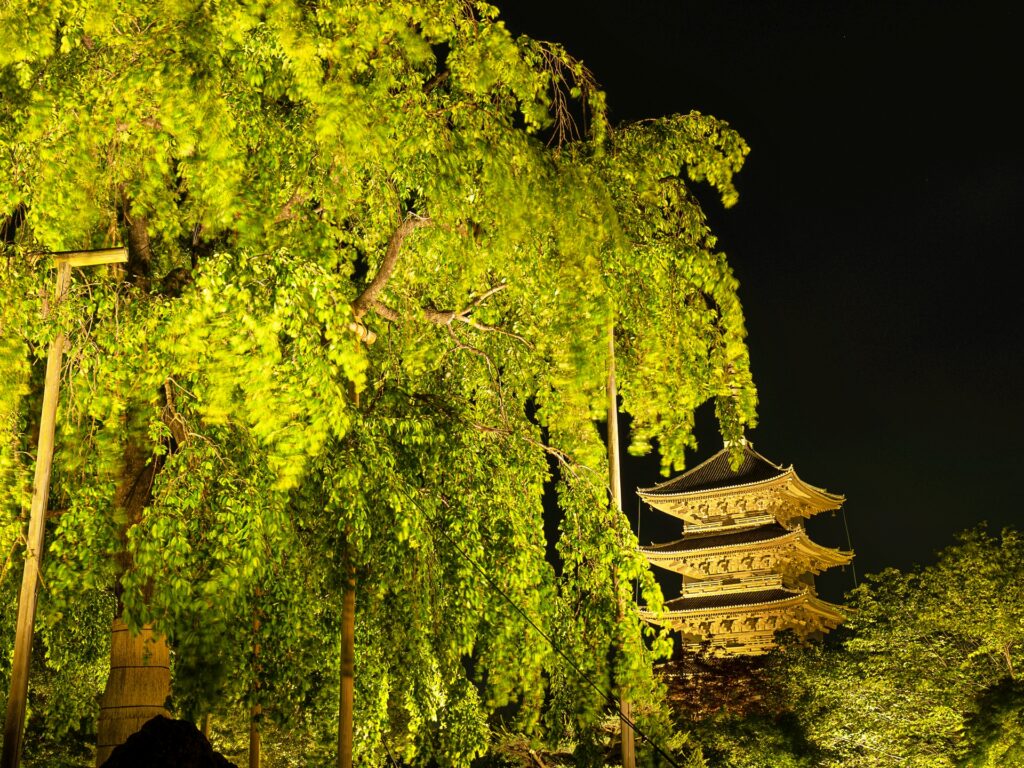 東寺　青もみじライトアップ　不二桜