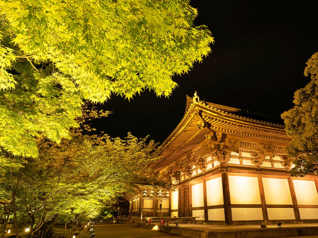 東寺　青もみじライトアップ　講堂