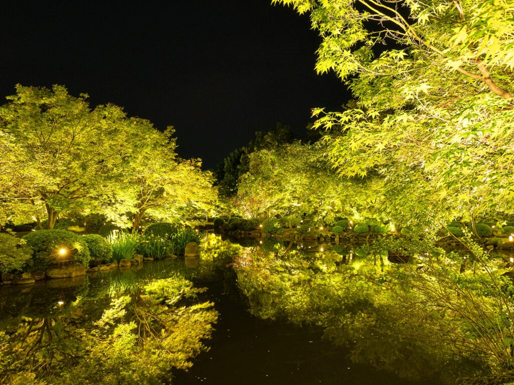 東寺　青もみじライトアップ　瓢箪池