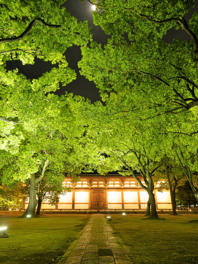 東寺　青もみじライトアップ　講堂