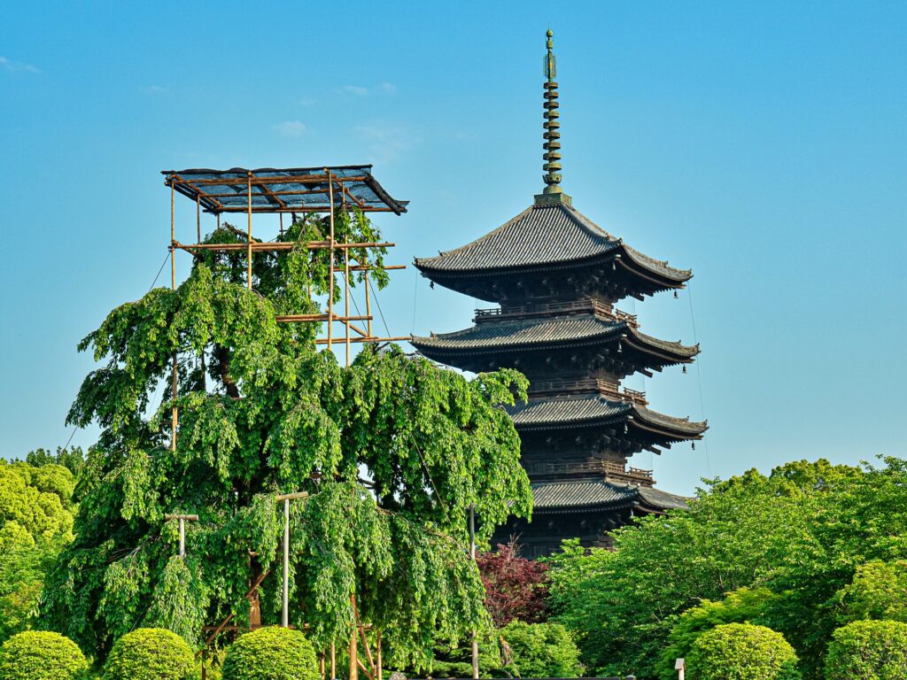 東寺　不二桜