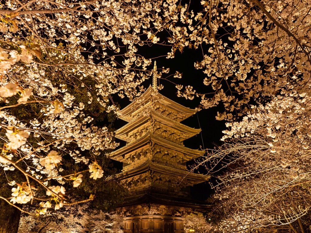 東寺　桜ライトアップ　五重塔