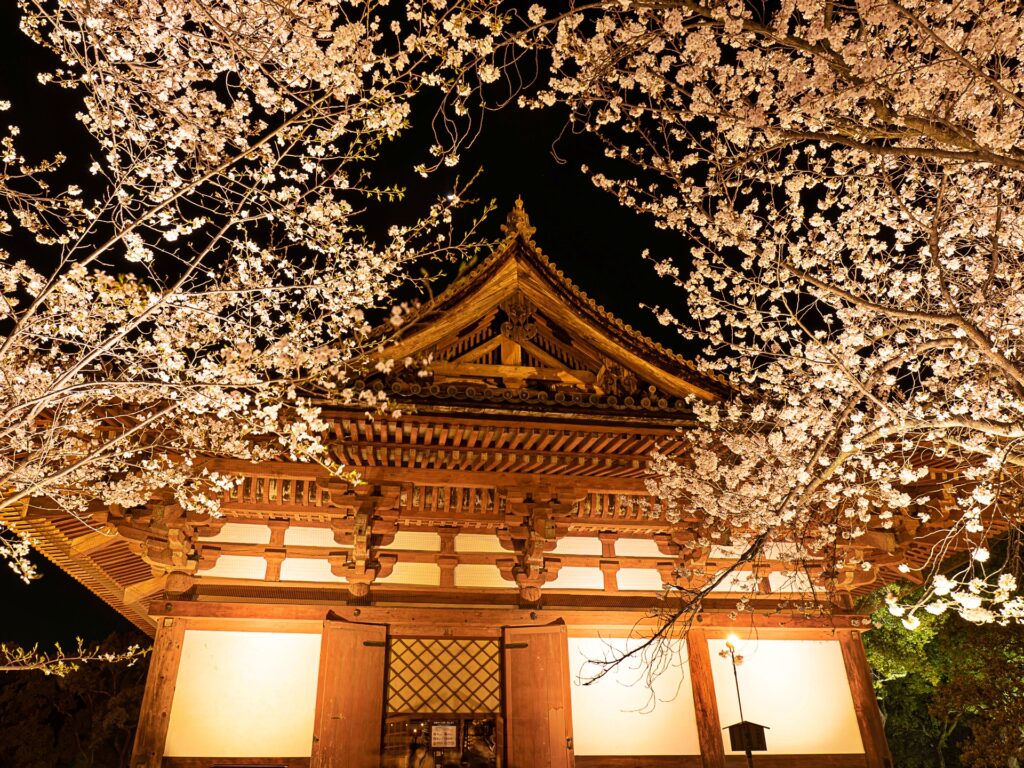 東寺　桜ライトアップ　講堂