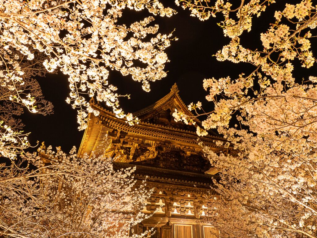 東寺　桜ライトアップ　金堂